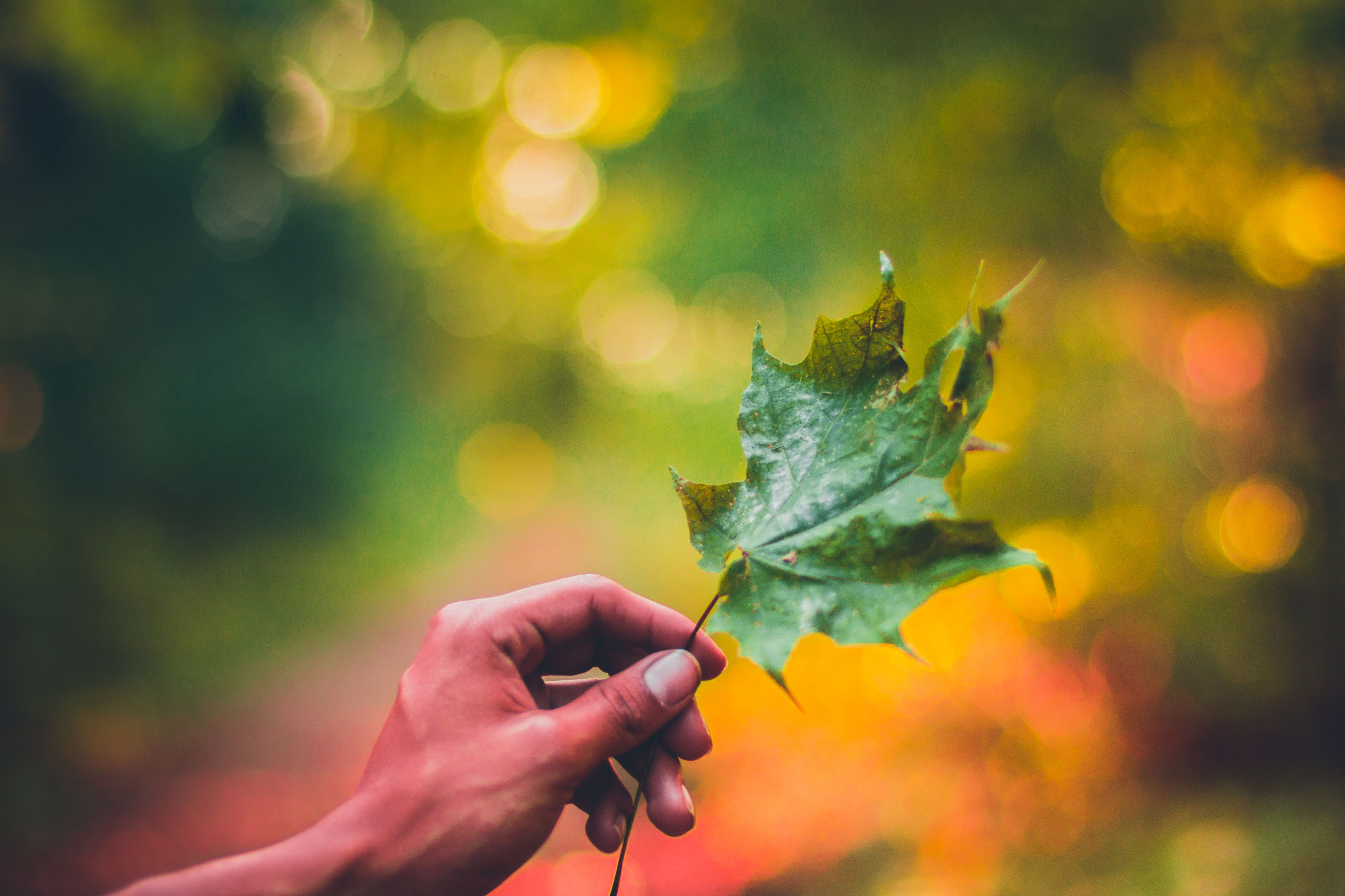 Fotografía de otoño mano
