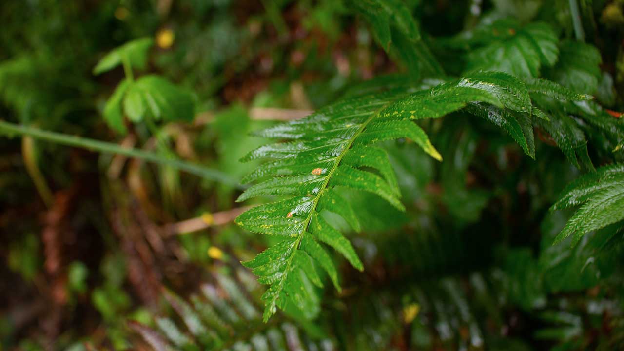 up-close nature photography