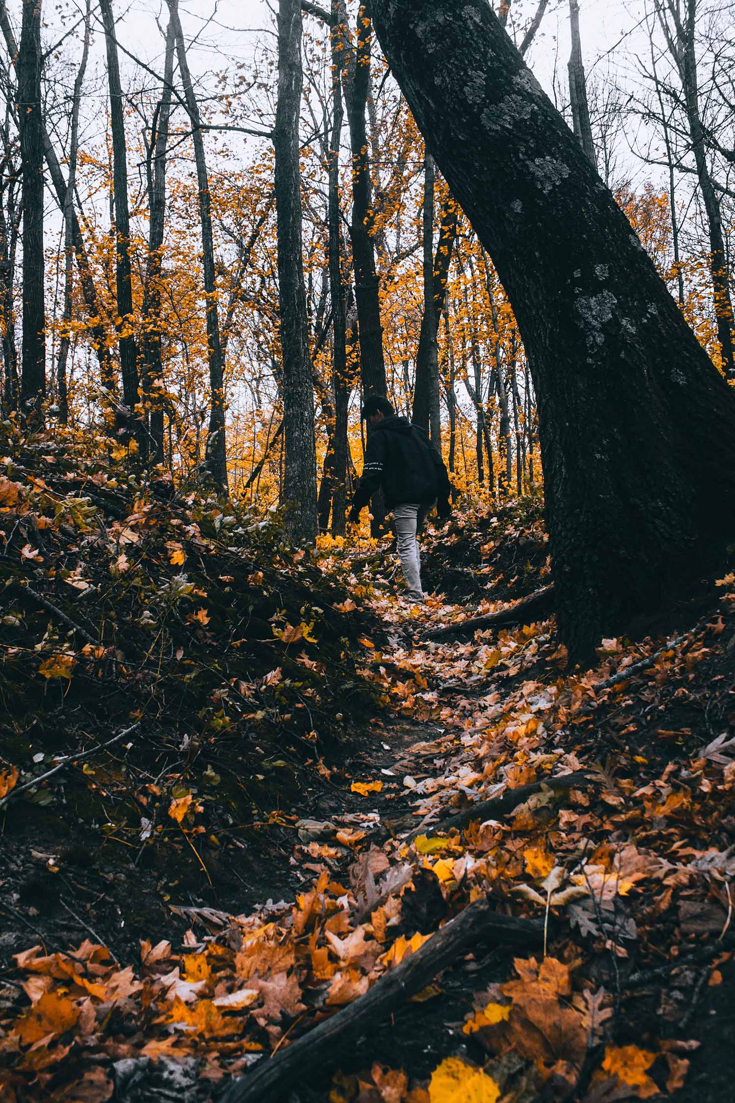 Forest Fall Locations for Fashion